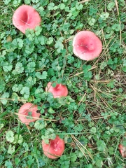 Russula