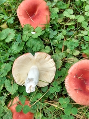 Russula