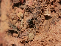 Steatoda ancorata