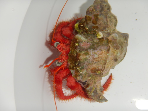 great red hermit crab