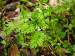 Chaerophyllum procumbens
