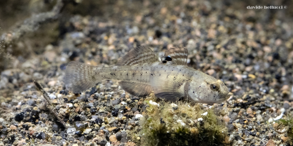 Canestrini's goby (Pomatoschistus canestrinii) — Gobiidae