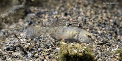 Ninnigobius canestrinii
