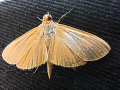 Phaedropsis