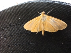 Phaedropsis