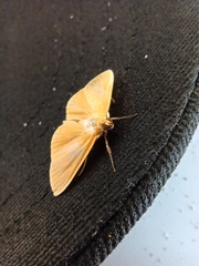 Phaedropsis