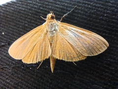 Phaedropsis