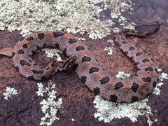 Sistrurus miliarius streckeri