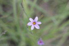 Sisyrinchium platense