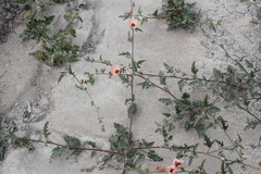 Sphaeralcea chenopodifolia