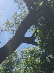 Melanerpes carolinus