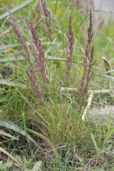 Poa ligularis