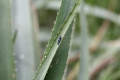 Balacha melanocephala