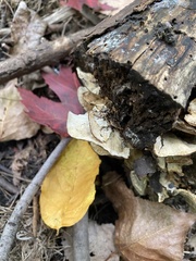 Ischnoderma resinosum