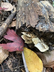 Ischnoderma resinosum