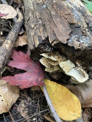 Ischnoderma resinosum