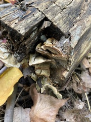 Ischnoderma resinosum
