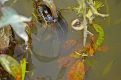 Leptodactylus paranaru