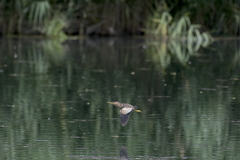 Ixobrychus minutus minutus