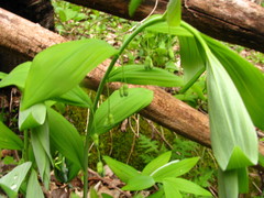 Polygonatum