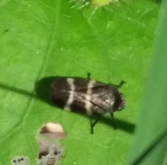 Aeneolamia albofasciata