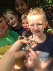 Thamnophis cyrtopsis ocellatus