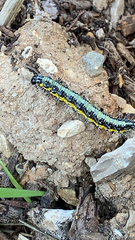 Uresiphita gilvata
