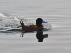 Oxyura ferruginea