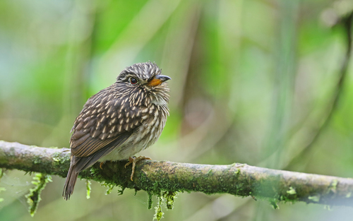 White-chested Puffbird (Malacoptila fusca)