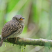 White-chested Puffbird - Photo (c) Christoph Moning, some rights reserved (CC BY), uploaded by Christoph Moning