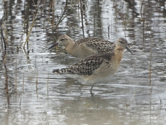 Calidris pugnax