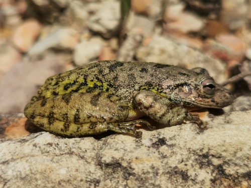 Cabaceira Grande Snouted Tree Frog, Scinax tigrinus