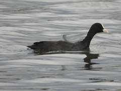 Fulica atra