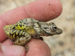 Scinax tigrinus