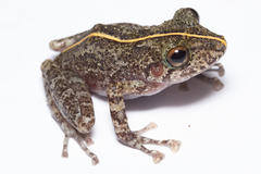 Craugastor decoratus