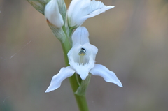 Chloraea crispa