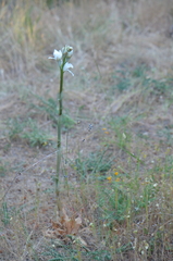 Chloraea crispa
