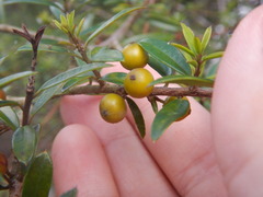 Ilex myrtifolia