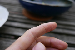 Empicoris culiciformis