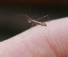 Empicoris culiciformis