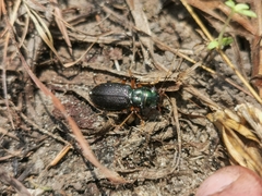 Tetracha brasiliensis