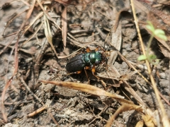 Tetracha brasiliensis