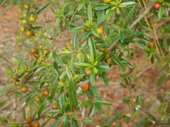 Ilex myrtifolia