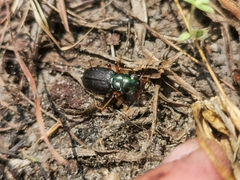 Tetracha brasiliensis