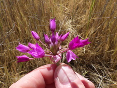 Allium peninsulare