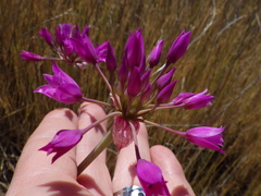 Allium peninsulare