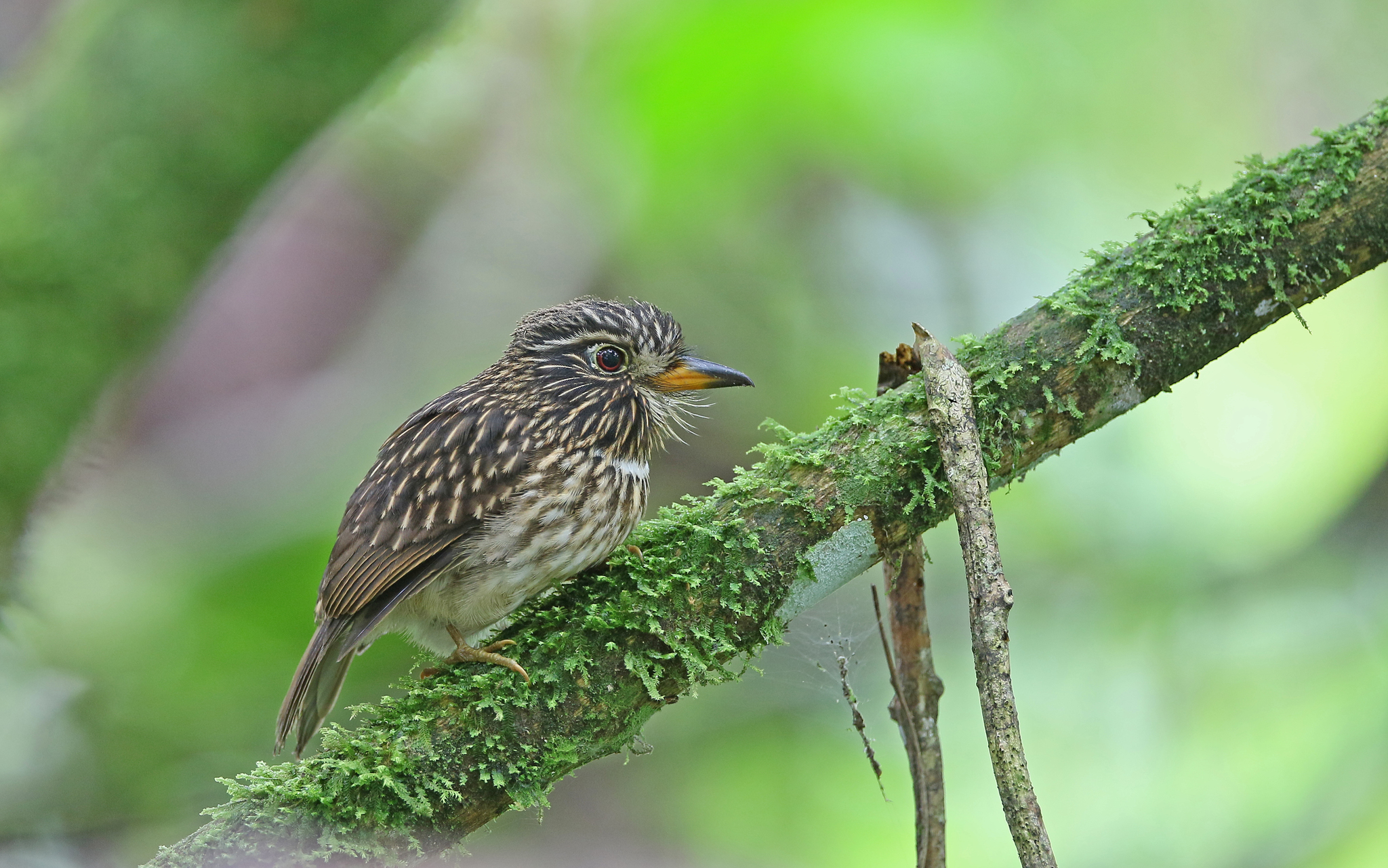 White-chested Puffbird (Malacoptila fusca), photo 6