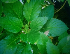 Lobelia physaloides