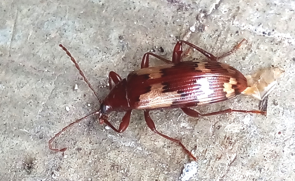Charisius mexicanus