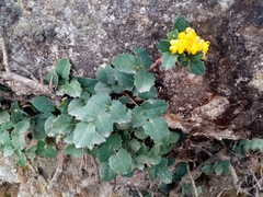 Berberis alpina